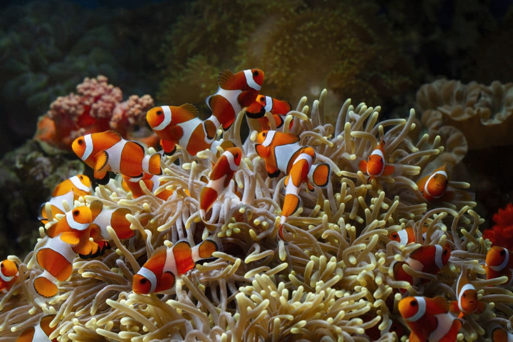 Clownfish swimming among sea anemones in coral reef.