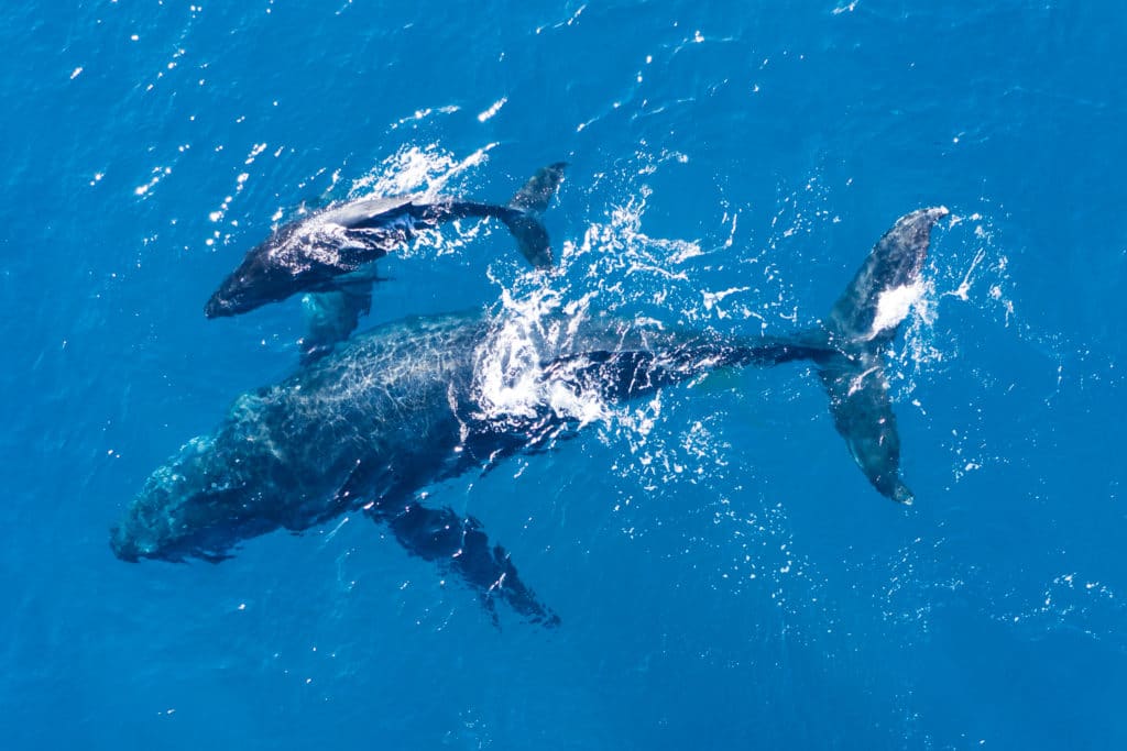 Aerial view of whale and calf swimming together.